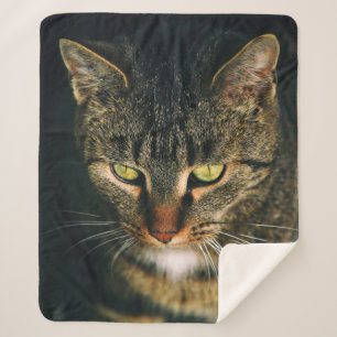 MANTA SHERPA FOTOGRAFÍA CERRADA DEL GATO DE TABBY GRIS