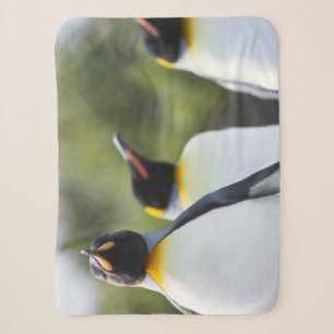 Manta Sherpa Fotografía de los pingüinos del rey orgulloso