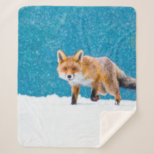 Manta Sherpa Fox en invierno. Fox roja, Vulpes vulpes, olfatead