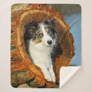 Manta Sherpa Frontera Collie Azul Merle Cabeza de perro Foto An