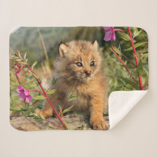 Manta Sherpa Gatito de lince canadiense, Alaska