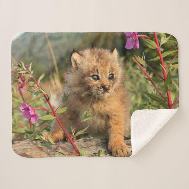 Manta Sherpa Gatito de lince canadiense, Alaska (Anverso (horizontal))