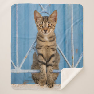 Manta Sherpa Gatito de peluche sentado en una valla azul