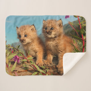 Manta Sherpa Gatitos de lince canadiense, Alaska