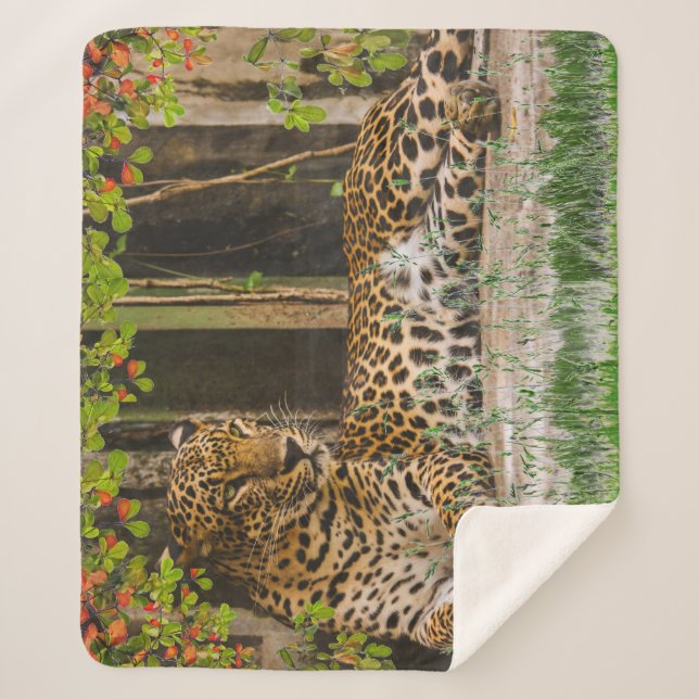 Manta Sherpa Gato de leopardo animal (50" X 60") (Anverso)