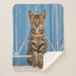 Manta Sherpa Gato de Nosy Tabby lindo sentado en una cerca azul
