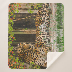 Manta Sherpa Gato Leopardo Animal (50" X 60")