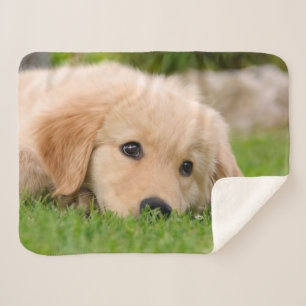 Manta Sherpa Golden Retriever Cute Puppy Dreams Dog Head