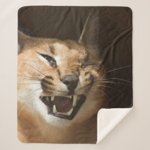Manta Sherpa Goofy Lynx
