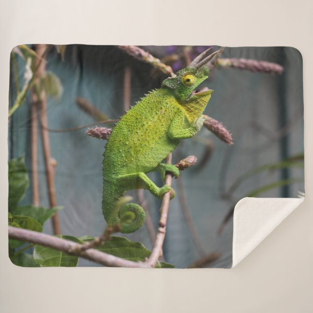 MANTA SHERPA GREEN LIZARD (Anverso (horizontal))
