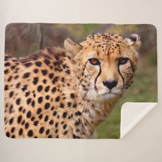 Manta Sherpa Guepardo (Anverso (horizontal))
