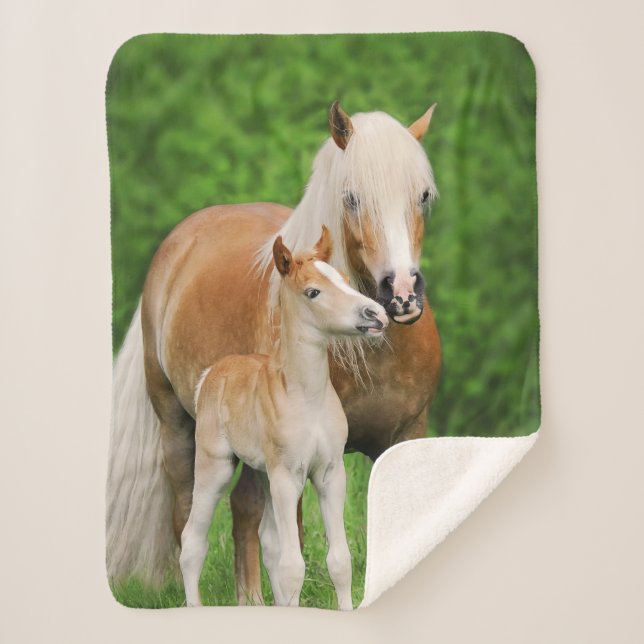Manta Sherpa Haflinger Horse Cute Baby Foal Kiss Mamá Pony Phot (Anverso)