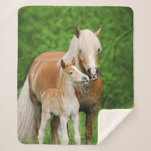 Manta Sherpa Haflinger Horse Cute Baby Foal Kiss Mamá Pony Phot