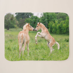 Manta Sherpa Haflinger Horses Cute Foals Amigos Rearing Photo