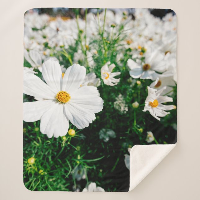 Manta Sherpa Hermosas flores de cosmos blancos floreciendo en l (Anverso)