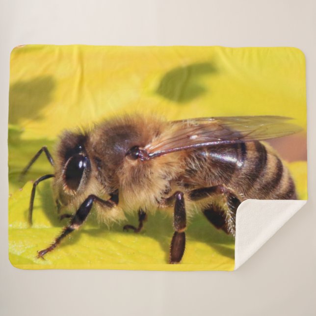 MANTA SHERPA HONEY BEE (Anverso (horizontal))
