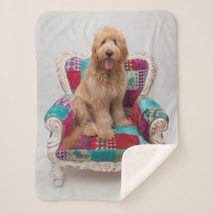 Manta Sherpa Imágenes de Getty el Goldendoodle lindo
