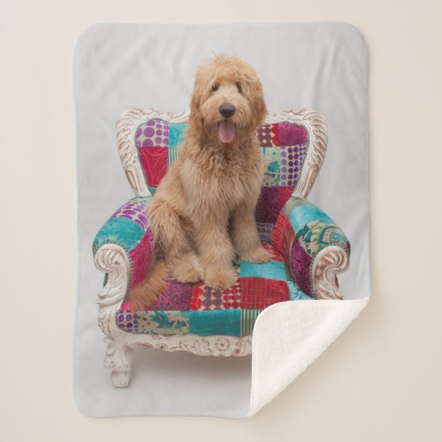 Manta Sherpa Imágenes de Getty el | Goldendoodle lindo (Anverso)