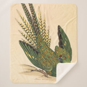 Manta Sherpa James Sowerby Ground Parrot, Psittacus terrestres