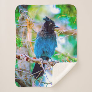 Manta Sherpa Jay de Steller - Fotografía original