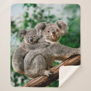 Manta Sherpa Koala, phascolarctos cinereus, hembra que te lleva