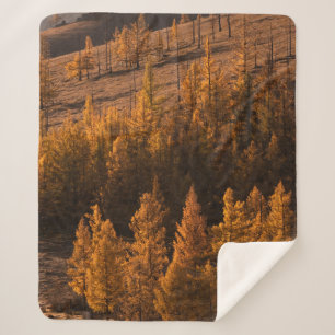 MANTA SHERPA LANDSCAPE PHOTOGRAPHY OF BROWN-LEAFED TREES