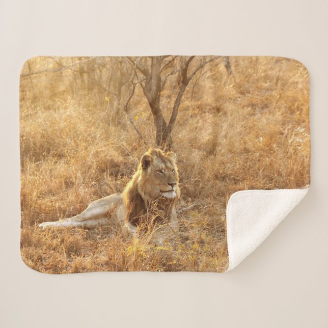 Manta Sherpa Leon Sherpa Blanket (Anverso (horizontal))