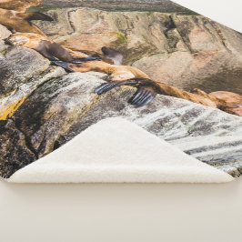 Manta Sherpa Leones Marinos Sobre Las Rocas