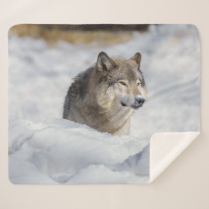 Manta Sherpa Lobo solitario en la nieve