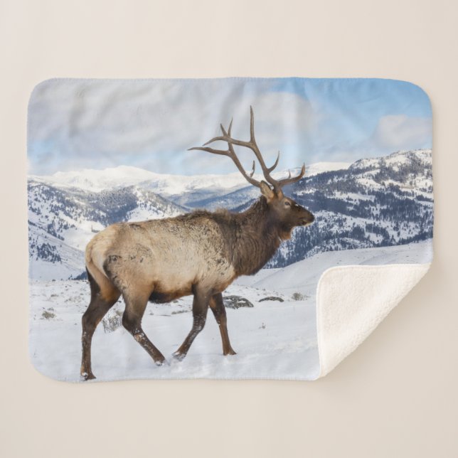 Manta Sherpa Lone Bull Elk | Parque nacional Yellowstone (Anverso (horizontal))