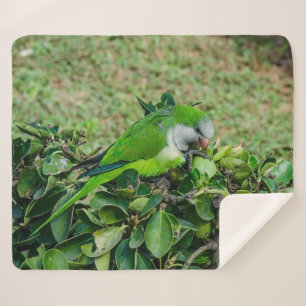 Manta Sherpa Loro verde