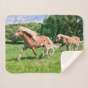 Manta Sherpa Los caballos de Haflinger con los potros lindos