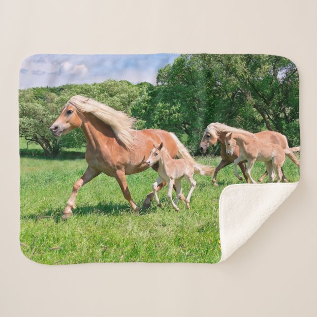 Manta Sherpa Los caballos de Haflinger con los potros lindos (Anverso (horizontal))