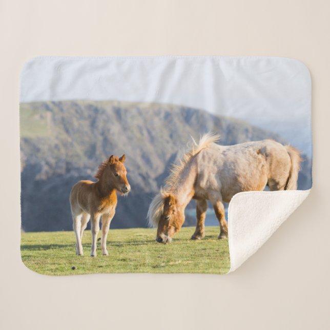 Manta Sherpa Mare with Foal, islas Shetland, Escocia (Anverso (horizontal))