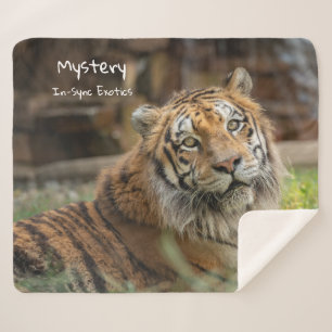 Manta Sherpa Misterio -
