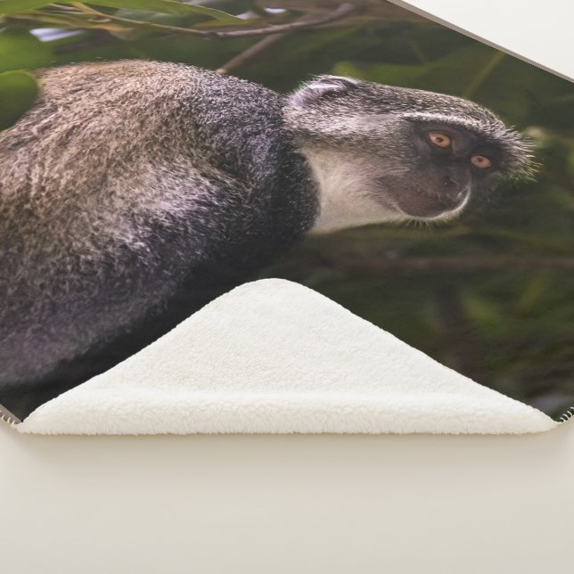 Manta Sherpa Mono azul, Zanzíbar (3/4)