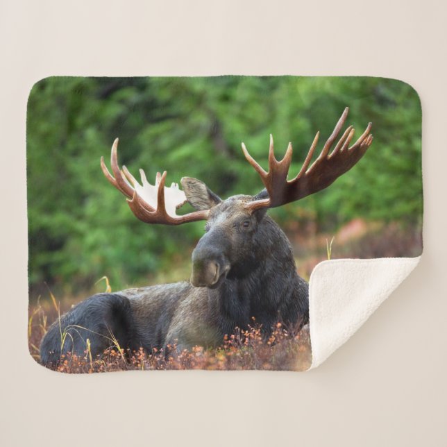 Manta Sherpa Moose (Anverso (horizontal))