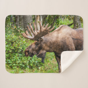 Manta Sherpa Moose   Península de Kenai, Alaska