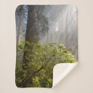 Manta Sherpa Niebla matutina en Rhododendron