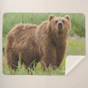 MANTA SHERPA OSO KODIAK