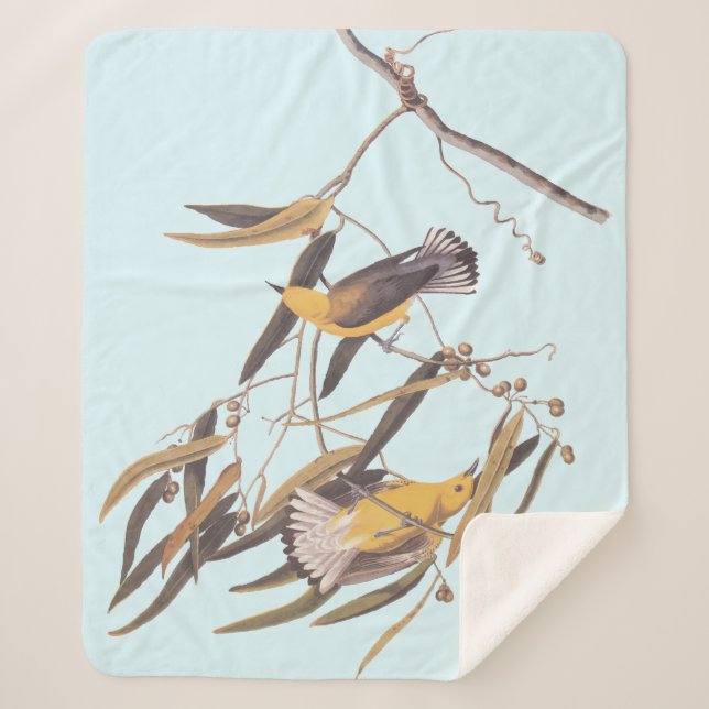 Manta Sherpa Pájaro de la guerra provoconotaria amarilla de Aud (Anverso)