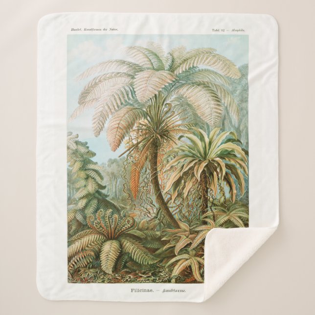 Manta Sherpa Palm Tree Ernst Haeckel (Anverso)