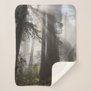 Manta Sherpa Parque Nacional Redwood California