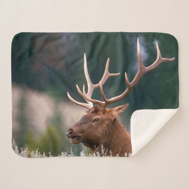 Manta Sherpa Parque nacional Rocky Mountain Elk Yellowstone (Anverso (horizontal))