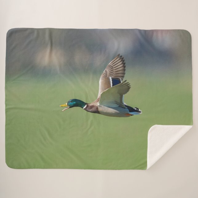 MANTA SHERPA PATO EN VUELO (Anverso (horizontal))