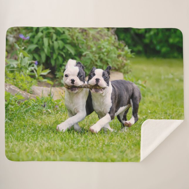 Manta Sherpa Perritos divertidos de Boston Terrier jugando - (Anverso (horizontal))