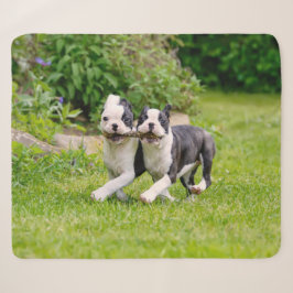 Manta Sherpa Perritos divertidos de Boston Terrier jugando -