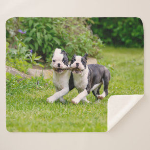 Manta Sherpa Perritos divertidos de Boston Terrier jugando -