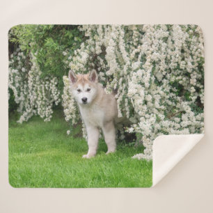 Manta Sherpa Perro malamute de Alaska en foto de flores