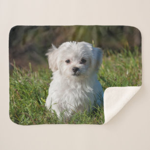 Manta Sherpa Perro picante maltés blanco, mullido